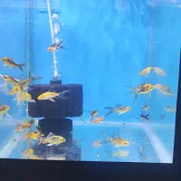 گالری آکواریوم مومنی ردتیل