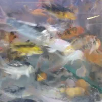 کوی و گیاه|ماهی|مشهد, سعد آباد|دیوار