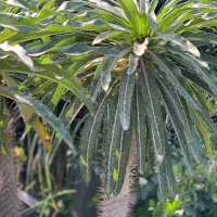 حراج نخل ماداگاسکار