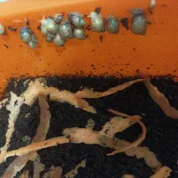 حلزون|خزنده|شهرکرد, |دیوار