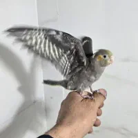 عروس هلندی دستی