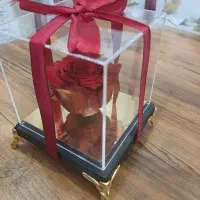 رز جاودان قرمز|گل و گیاه طبیعی|تهران, افسریه جنوبی|دیوار