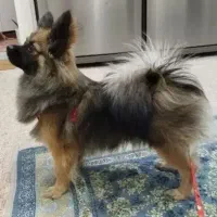 پامر نر 10 ماهه