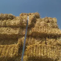 پرس گندم کلاله