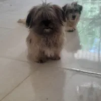 اشپیز تریر|سگ|شیراز, دباغ خانه|دیوار