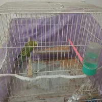 مرغ عشق نر|پرنده|چناران, |دیوار