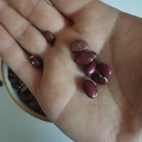 تخمه خام کدوتنبل امسالی تازه درشت.آنخ.لوبیاقرمز|خوردنی و آشامیدنی|مشهد, نظام دوست|دیوار