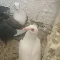 ۵تا ماده|حیوانات|رفسنجان, |دیوار