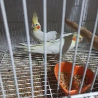 دو جفت عروس هلندی لوتینو و البینو به همراه جوجه|پرنده|مشهد, شهرک مطهری|دیوار