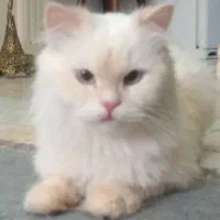 گربه اسکاتیش فلد ماده سیلور