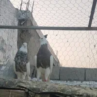 کبوتر طوقی دهلران