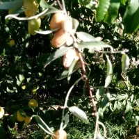 باغ|فروش دفتر صنعتی، کشاورزی، تجاری|اقلید, |دیوار