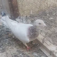 کفتر|پرنده|شیراز, کفترک|دیوار