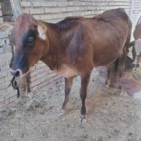 گوساله ماده