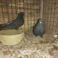 کفتر|پرنده|یزد, |دیوار