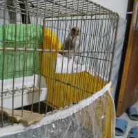 دوعدد سهره نر شلاقی دورگه|پرنده|بجنورد, |دیوار