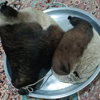 هیزه|صنایع دستی و سایر لوازم تزئینی|فیروزآباد (لرستان), |دیوار