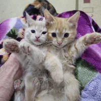 واگذاری رایگان بچه گربه