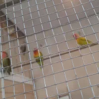 عروس هلندی طوطی کوتوله برزیلی