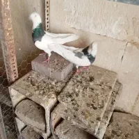 سلام کبوترای پرشی فروشی|پرنده|کرج, شهرک بنفشه|دیوار