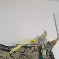 عروس هلندی مولد سخنگو|پرنده|دماوند, مسکن مهر گیلاوند|دیوار