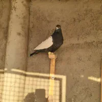 کبوتر رنگی