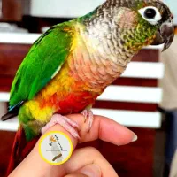 فروش انواع پرنده و لوازم درفروشگاه کاکادو سنندج