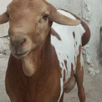 فروش برشن نر