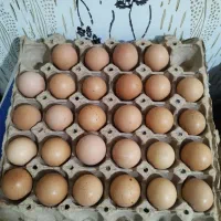 تخم مرغ نطفه‌دار پلیموت راک (امروک)