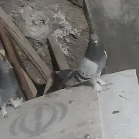 ۶ جفت کبوتر مست