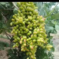پیوند هرس درخت پسته با قیمت مناسب ضمانت صدرصد کتبی