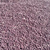 لوبیا قرمز بوجاری نشده|عمدهفروشی|بزینه رود, |دیوار