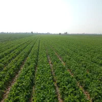 چاله وترب|خدمات باغبانی و درختکاری|اندیمشک, |دیوار