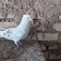 با سلام چند عدد کبوتر فروشی همشون مایه کفتر|پرنده|زنجان, |دیوار