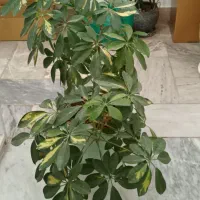گل های برگ عبایی شفلرا پدیلانتوس و کروتون|گل و گیاه طبیعی|تهران, مینی‌سیتی (شهرک نفت)|دیوار