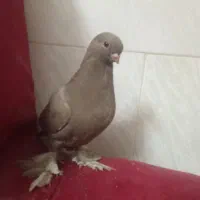 کبوتر نوک ریز لانگ فیس