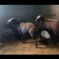 میش بره و میش ابستن|حیوانات مزرعه|سیلاخور, |دیوار