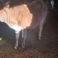 گوساله محلی ۲ راس