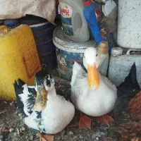 اردک