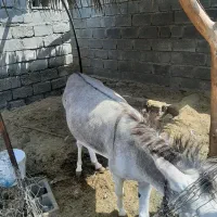 حیوانات