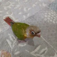 گرینچیک یلوساید