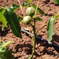 نهال چندلر سلطان گردوهای پربار|خدمات باغبانی و درختکاری|سنندج, |دیوار