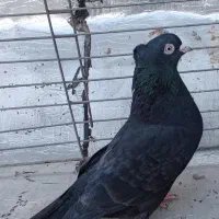 زاغ چشم سفید نوک سفید اصل