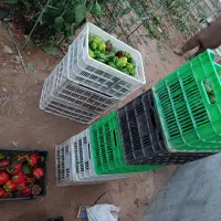 فلفل دلمه ای سبز و قرمز