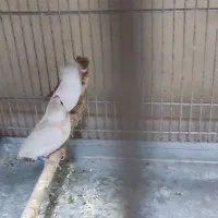 فنج بنگالی قناری سهره|پرنده|همدان, |دیوار