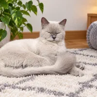 گربه برتیش