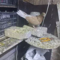 دو جفت کفتر  اس