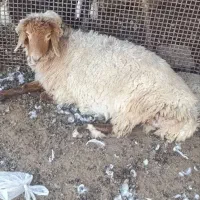 3تا میش