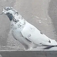 کفتر کبوتر|پرنده|تهران, انبار نفت|دیوار