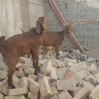 گوسفند|حیوانات مزرعه|سراوان, |دیوار